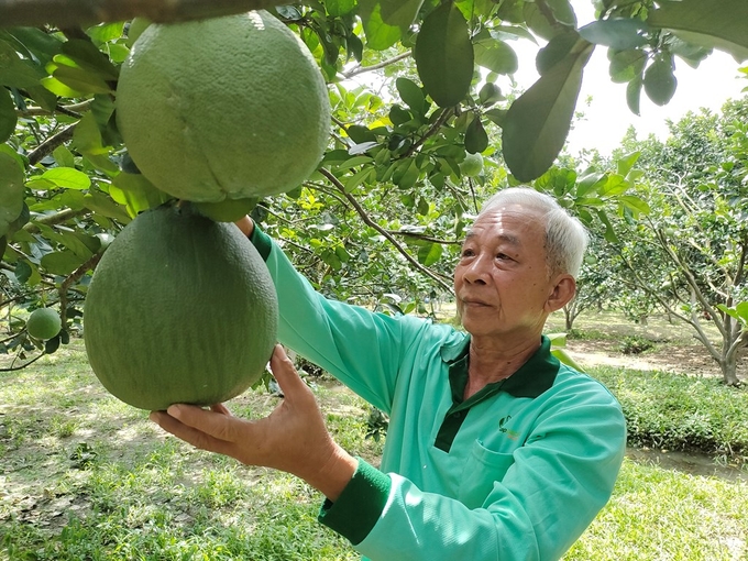 buoi-ben-tre-2-20221127200444-161614_724.jpg Đến năm 2022, tổng diện tích trồng bưởi da xanh toàn tỉnh Bến Tre là hơn 9.200ha, sản lượng đạt hơn 96.600 tấn. Ảnh: Chương Đài.